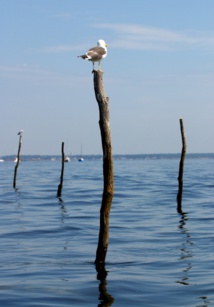 Mouette sur pignot @ Tourisme en Aquitaine