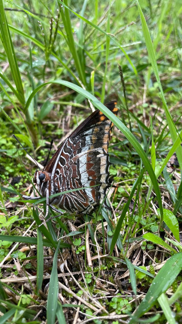 Papillon Nymphale de l'arbousier sur le bassin d’Arcachon