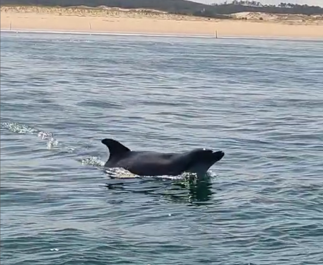 Dauphins vus au banc de ARGUIN devant la dune du pilat