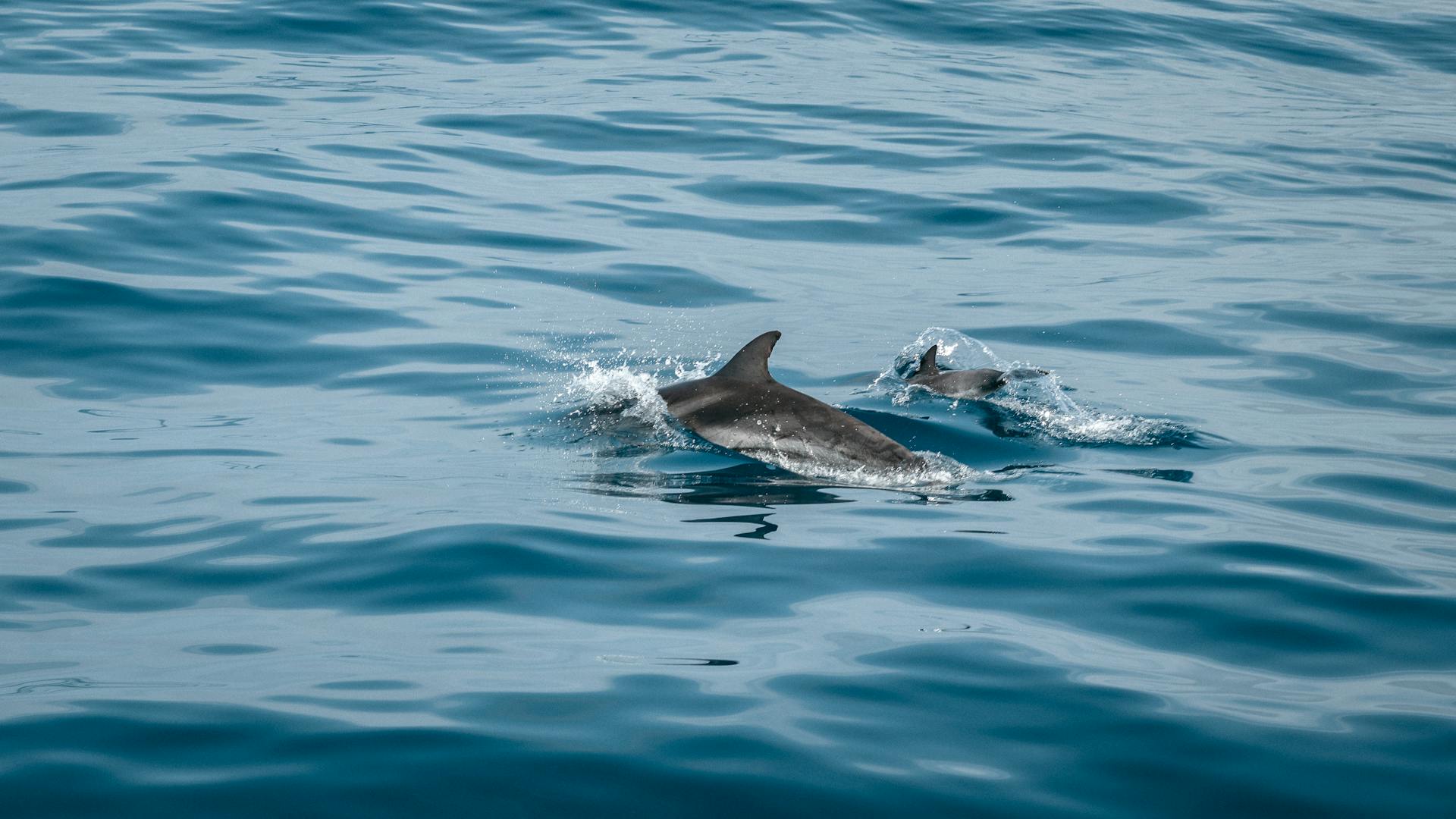 Dauphins près du banc d’arguin @illustration