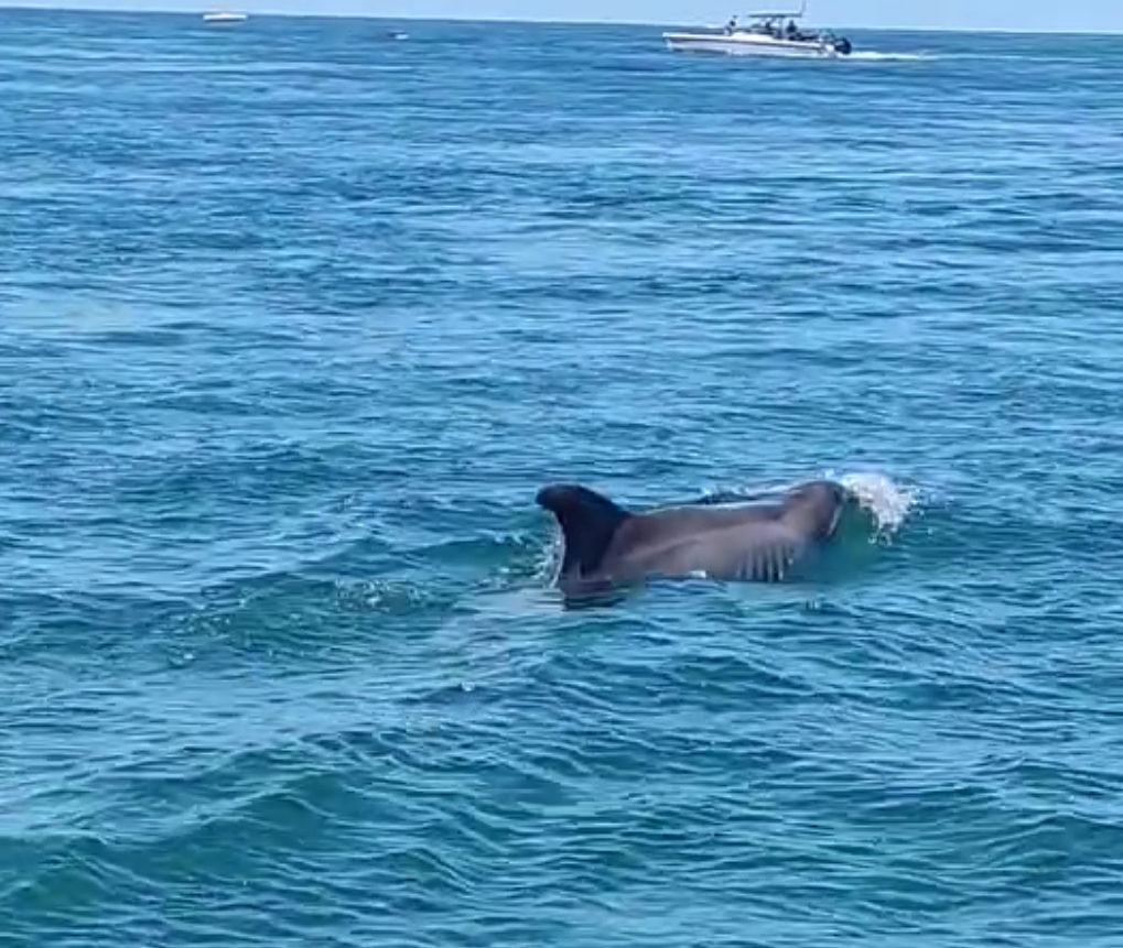 Un des dauphins près d’arguin