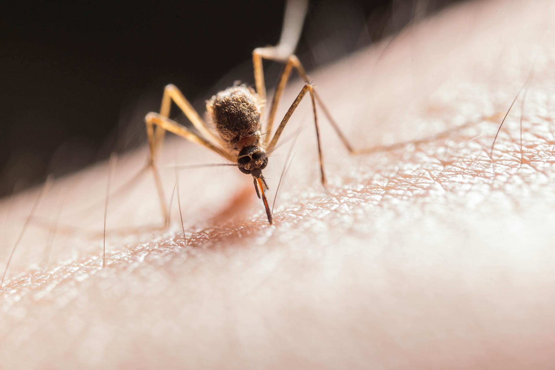 Où séjourner pour éviter les moustiques ?