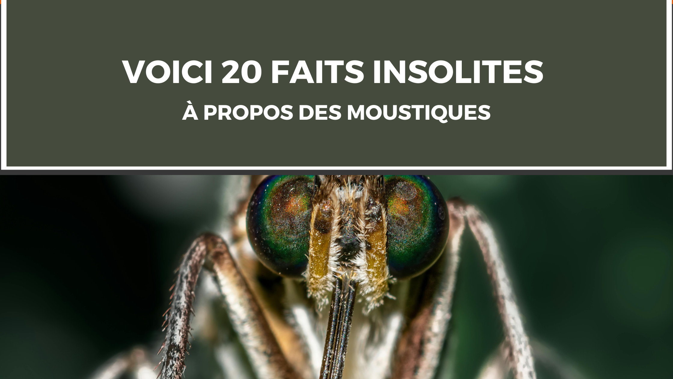 20 faits insolites à propos des moustiques