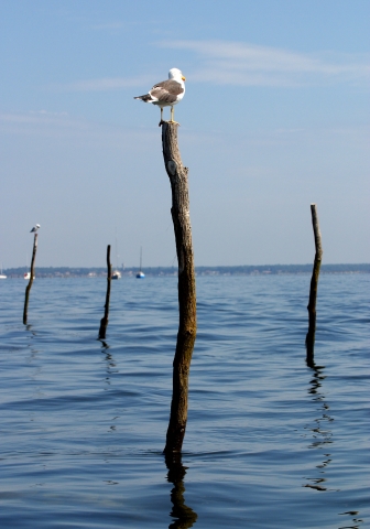 Mouette sur pignot @ Tourisme en Aquitaine