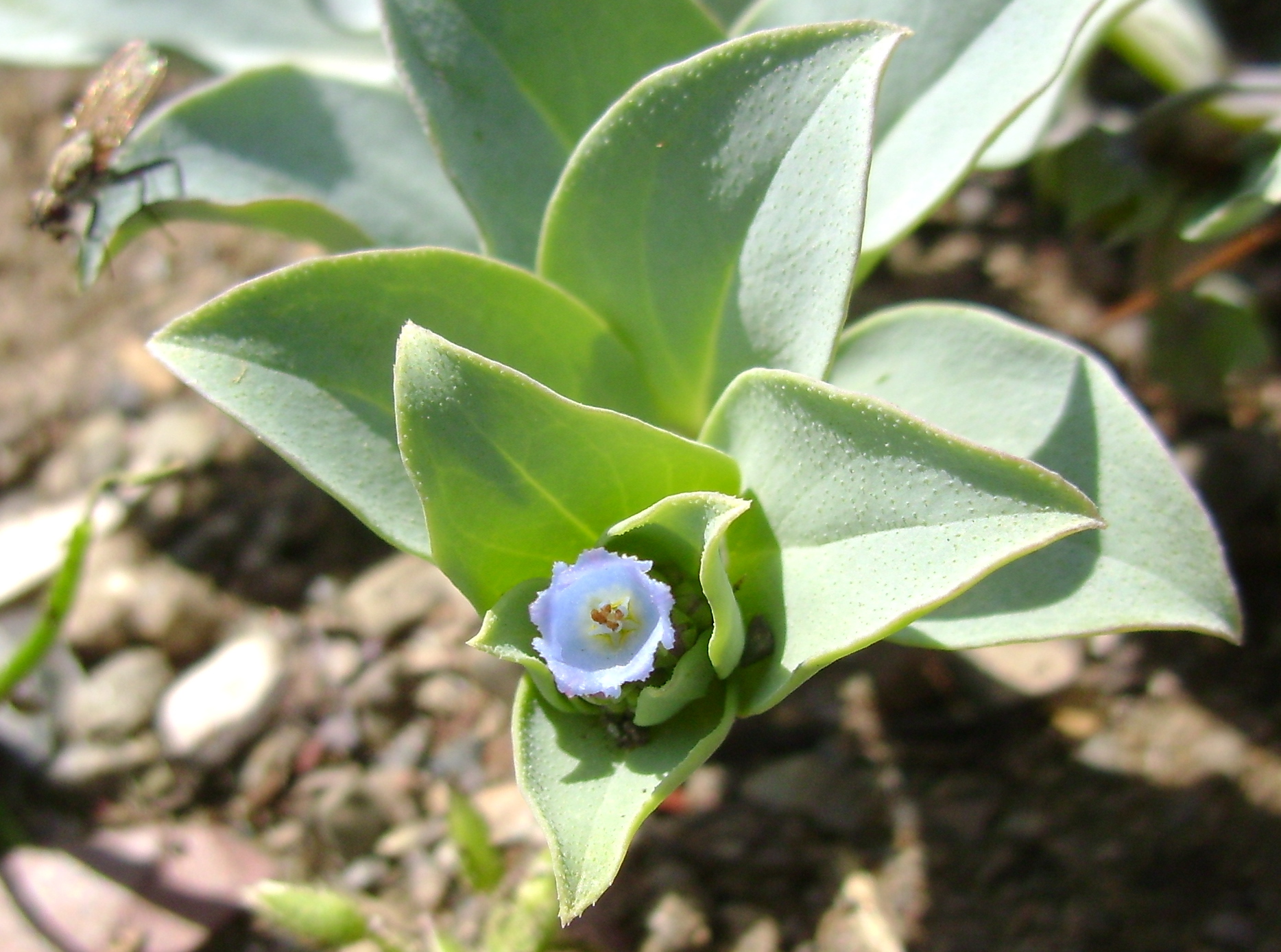 Mertensia maritima Bassin arcachon