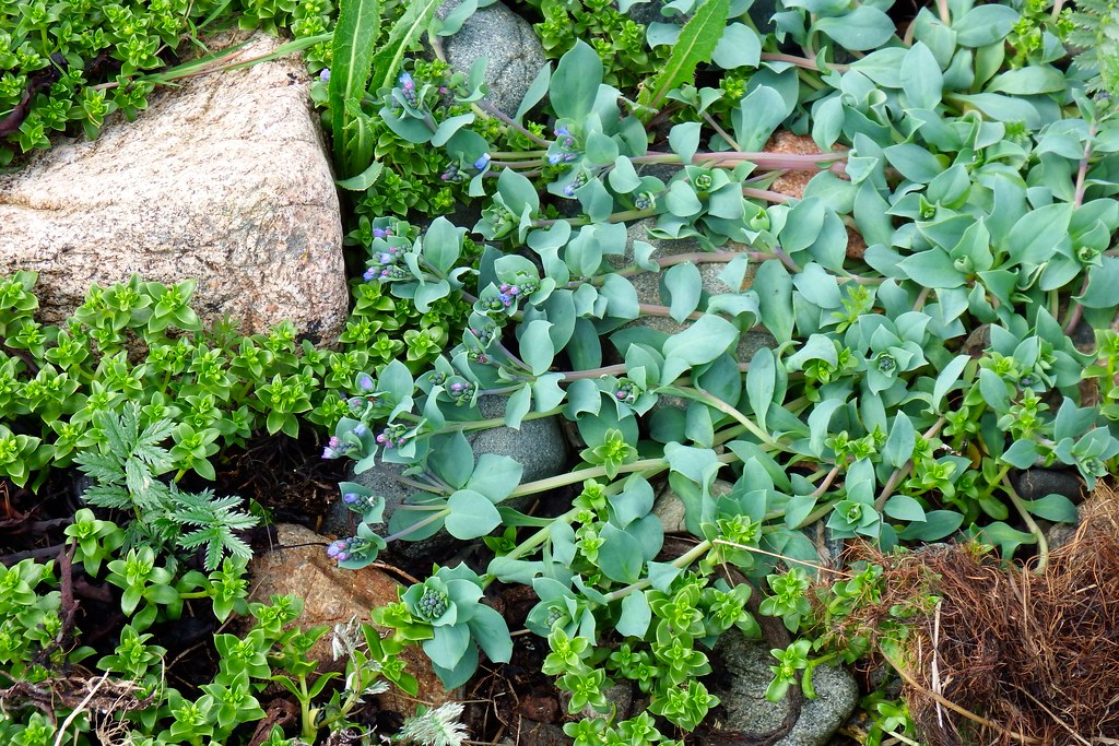 Mertensia maritima