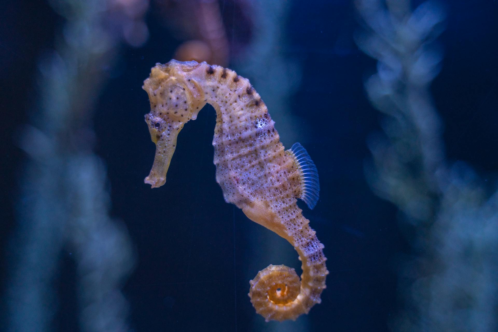 Hippocampe du bassin d’Arcachon | photo d’illustration