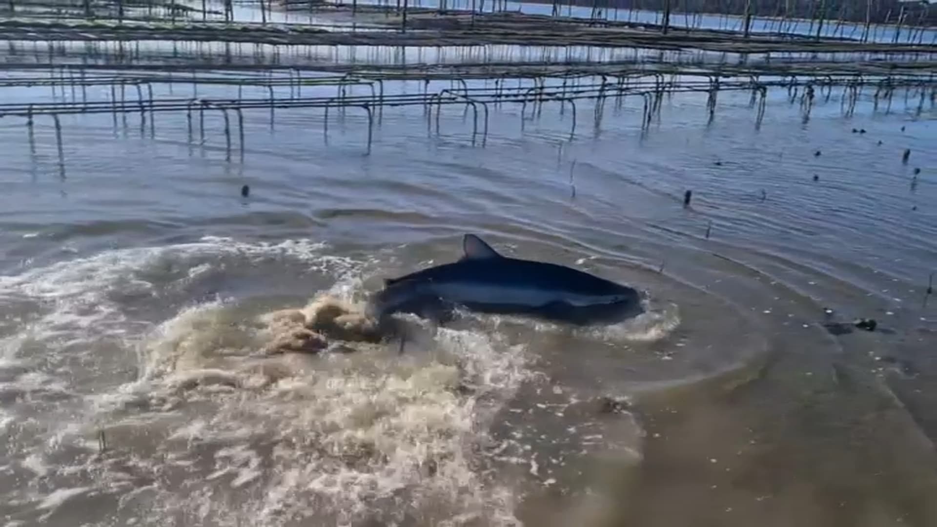 Requin dans le bassin d’Arcachon