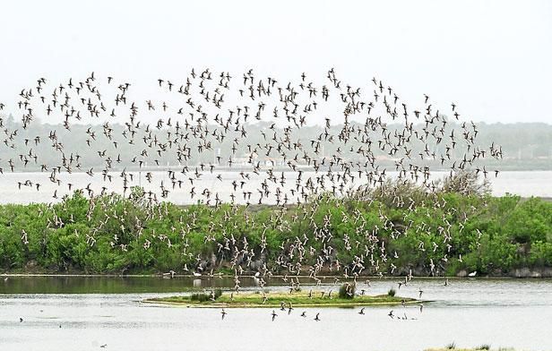 Vie sauvage sur le bassin d’Arcachon 📸 Ortola / 20 minutes