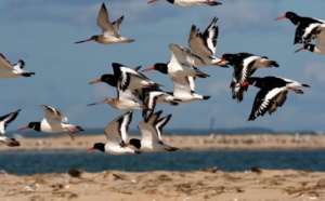 Bassin d'Arcachon : le banc d'Arguin, refuge fragile pour des milliers d'oiseaux