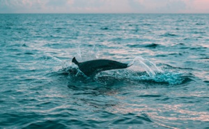 Rencontre inoubliable avec les dauphins au banc d'Arguin : magie et préservation 🐬