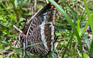 Papillon Nymphale de l'arbousier sur le bassin d’Arcachon