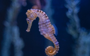 Hippocampe du bassin d’Arcachon