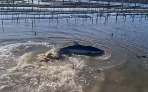 Y a-t-il des requins à Arcachon ?